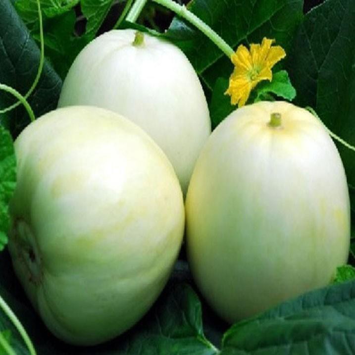 HẠT GIỐNG DƯA LÊ SIÊU NGỌT F1 (NN.76) - gói 1-5 gam