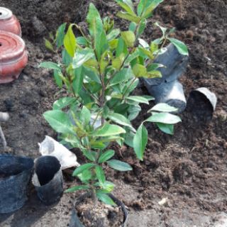 Cây cherry lùn sắp trái