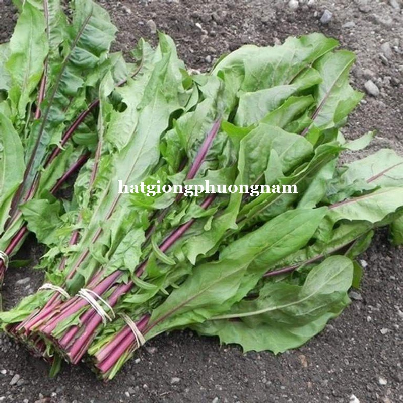 50H - HẠT GIỐNG BỒ CÔNG ANH TÍM