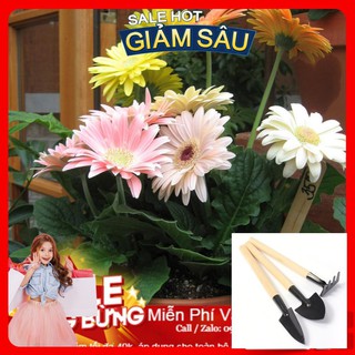 Hạt Giống Hoa Đồng Tiền Mix - 10 Hạt / Gói - Tặng Kèm Bộ Dụng Cụ Trồng Cây Mini