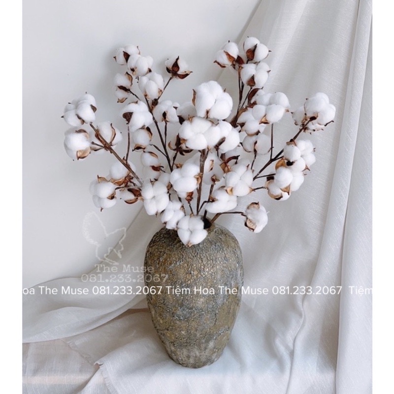 Cành Bông Gòn Khô - Hàng Loại 1 Thân Sắt Mảnh,1 Cành 10 Nụ - Mô Phỏng Cotton Flower - Chất Liệu Cao Cấp