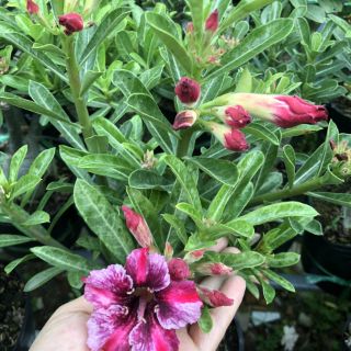 CÂY SỨ THÁI (hoa đẹp, nhiều loại)