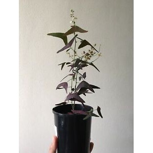 Cây cánh bướm đỏ - Cây cảnh để bàn - caykiengsadec
