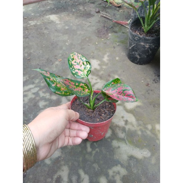 Chậu cây Vạn lộc - mệnh hoả