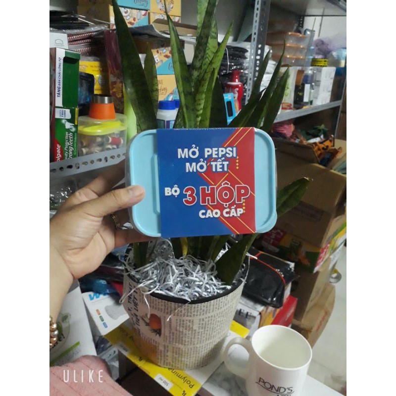 Bộ 3 hộp nhựa _HKM pepsi