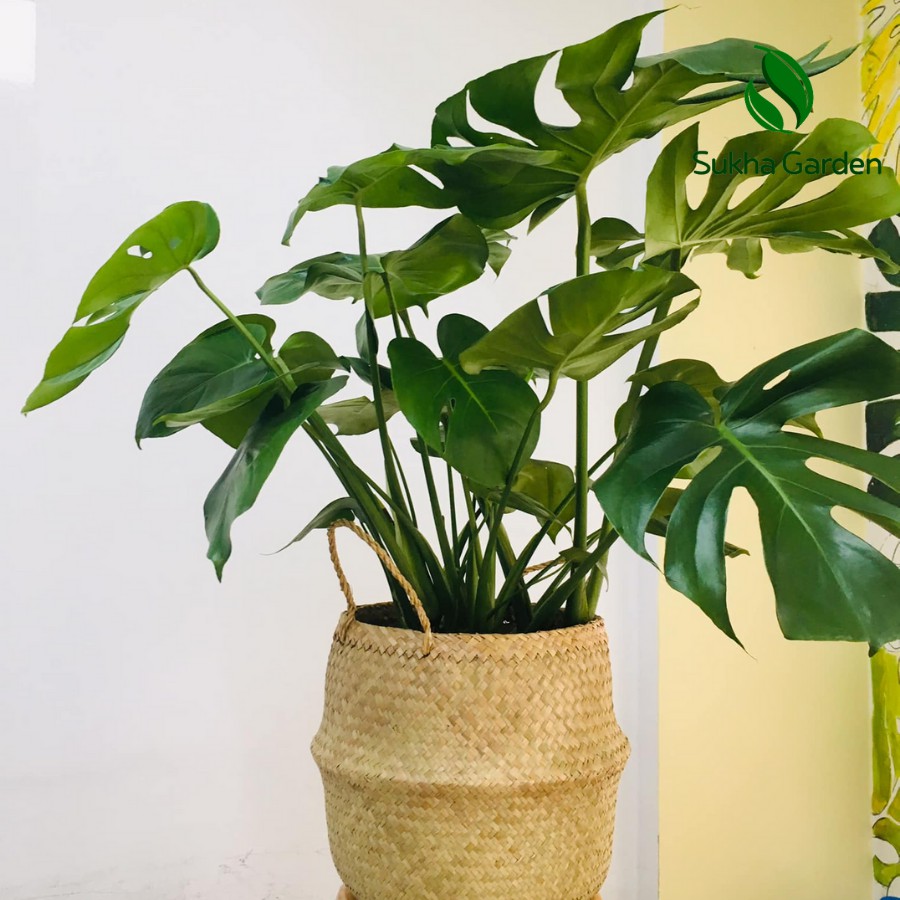 Cây Monstera Deliciosa Trầu Bà Lá Xẻ 80-100cm