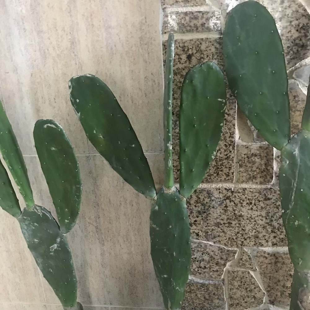 Cây Xương Rồng Tai Thỏ Không Gai Cao từ 75cm - 1000cm Loại 2 Thân 3 Tai.