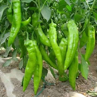 500 hạt ớt sừng bò ngọt