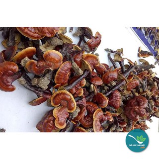 Nấm Lim Xanh Tự Nhiên 500gr - TM064