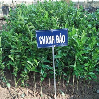 Cây giống chanh đào