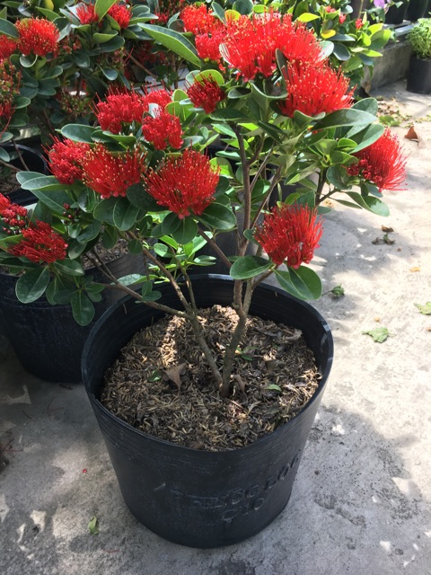 Cây mai thái đỏ siêu hoa