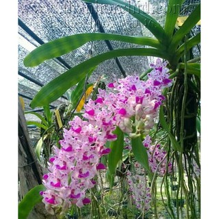 lan đuôi chồn cây nhỏ 5 cây 35k