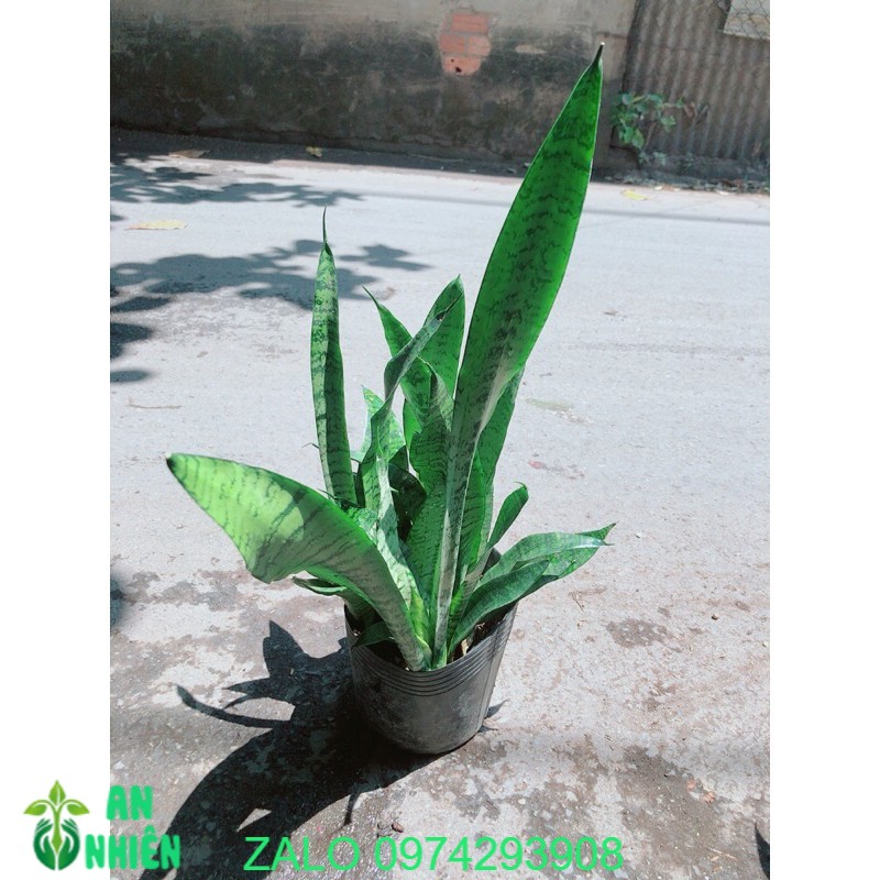 Lưỡi Hổ Sansevieria Black Coral