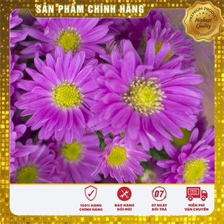 Bộ gói hạt giống Cúc Thạch thảo hồng