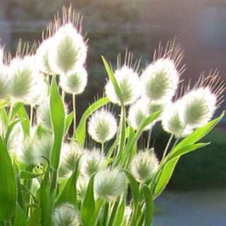 HẠT GIỐNG CỎ ĐUÔI THỎ ( 0.2 gr) [shop uy tín]