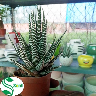 Xương Rồng Móng Rồng