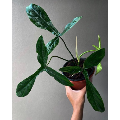Philodendron 69689 - kiểng lá trang trí trong nhà, bàn làm việc - cây dễ sống dễ chăm