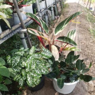 Cây Môn Đốm Trắng