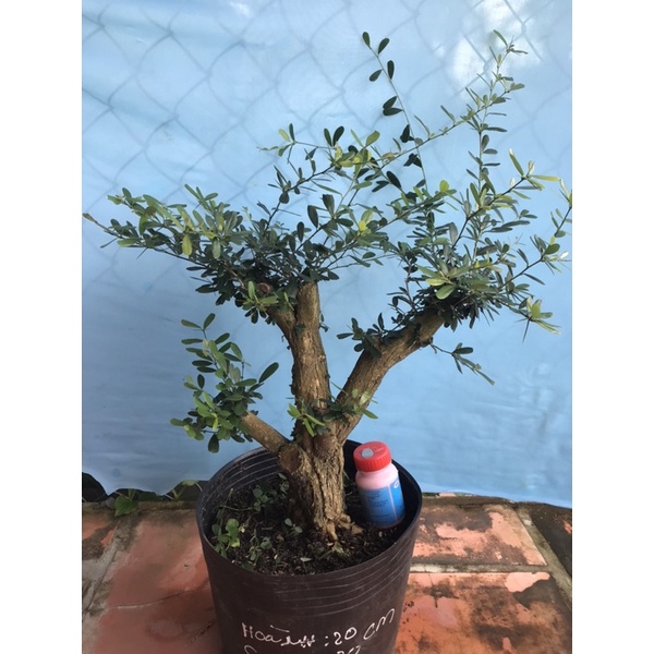 Linh Sam đồng giá 500