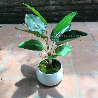 Cây chuối giả để bàn trang trí- Cây giả không gồm chậu