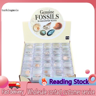 ZTUR_Bộ sưu tập răng cá mập bằng đá hóa thạch