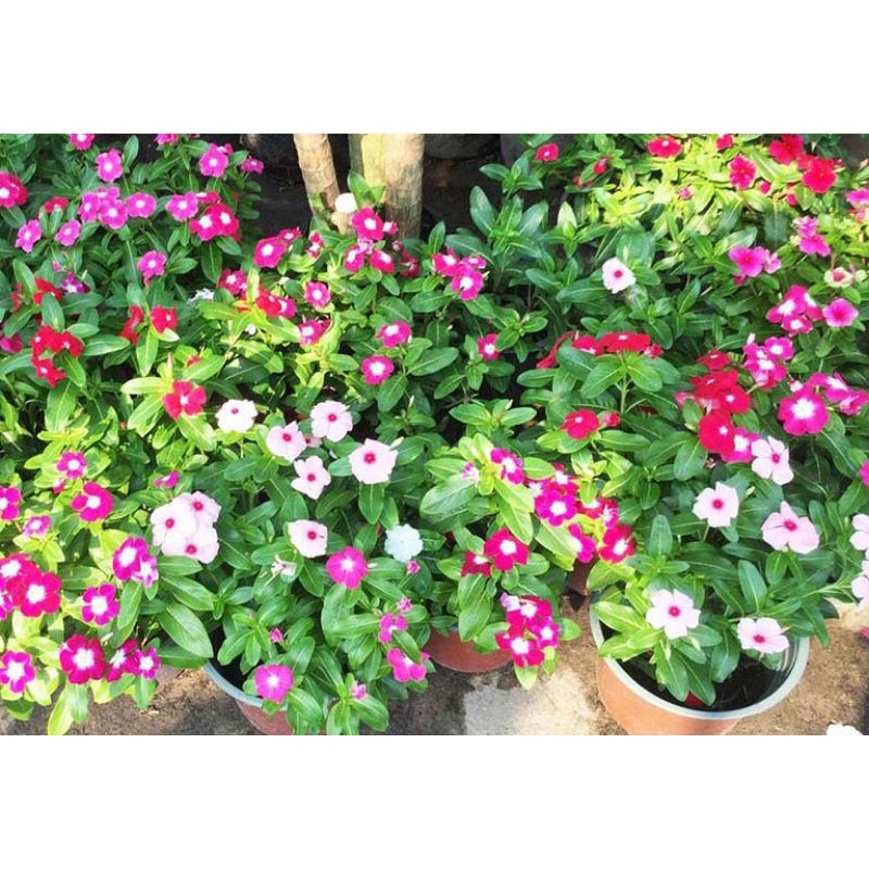 Hạt giống hoa dừa cạn đứng nhiều màu (0,03g)