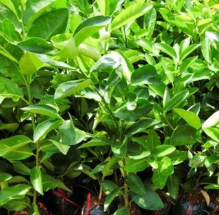 cây chanh tứ quí 1 cây ( đang trái)