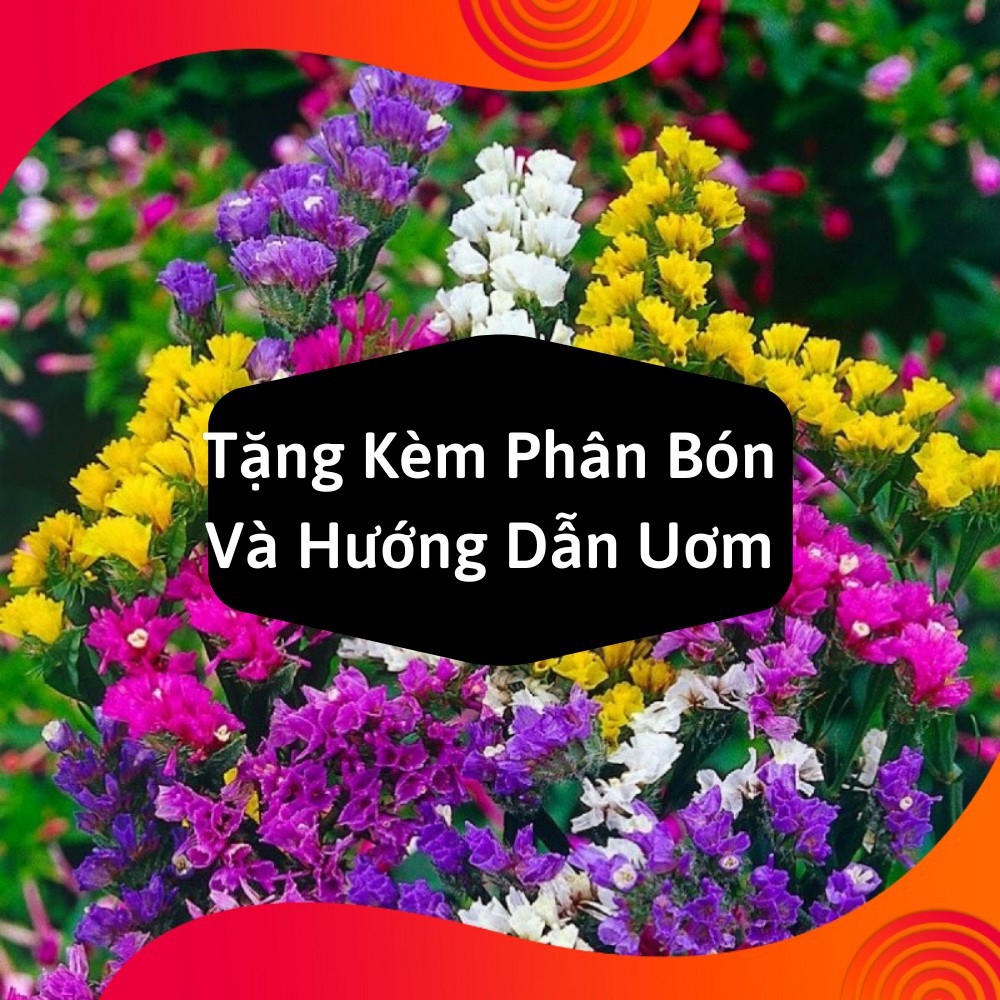 Combo 2 Gói Hạt Giống Hoa Salem Mix