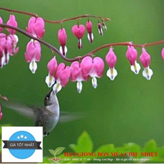 Hạt giống hoa tigon mix 5 mầu Xanh trắng hồng đỏ vàng gói 20 HẠT ĐẾN MÙA TRỒNG TẾT