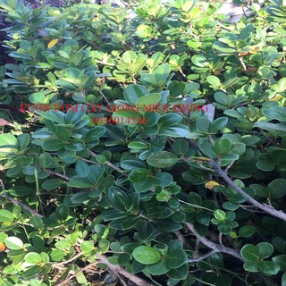 Cây đa nhật ( Cây vạn phát gia)