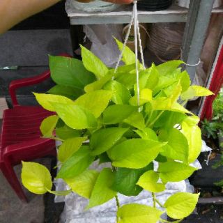 Trầu Bà Hoàng Kim