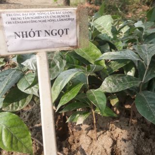 Cây giống Nhót ngọt