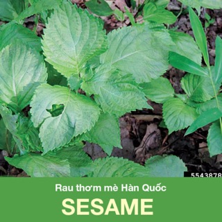 Hạt giống Rau Thơm Mè SESAME