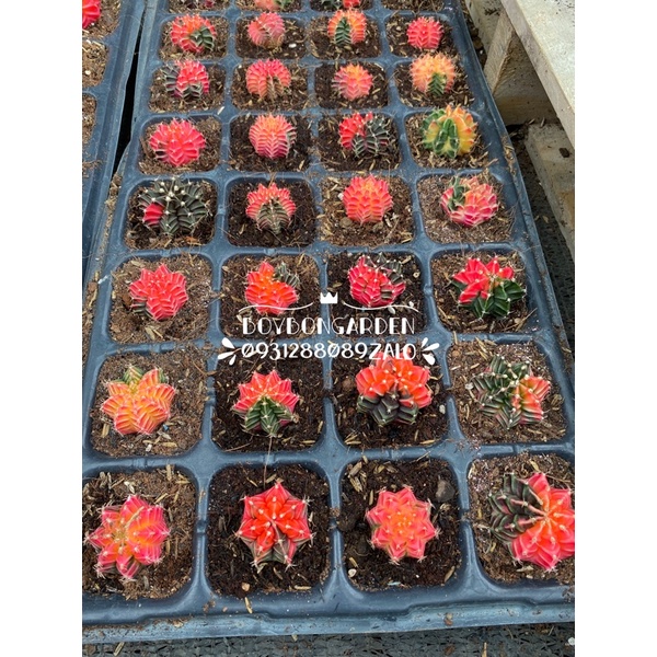 ❤ [FreeShip] ✈ [Có sẵn]