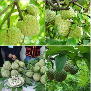 Cây giống na dai ( na Đồng Bành Lạng Sơn - giống thuần chủng F1 )