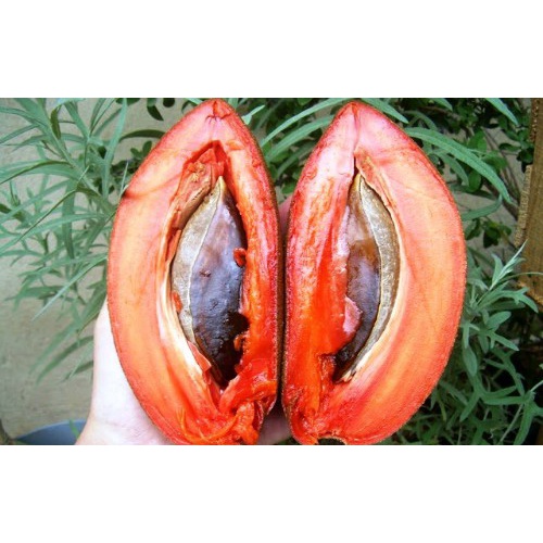 CÂY GIỐNG HỒNG XIÊM RUỘT ĐỎ - HỒNG XIÊM KHỔNG LỒ