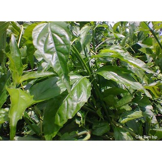 1 Cây Bìm Bịp ( cây xương khỉ, mảnh cọng )