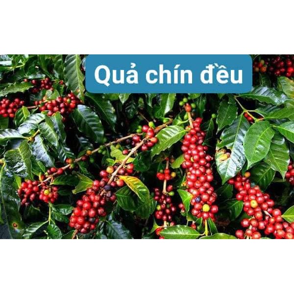 Cà phê KonTum nguyên chất rang mộc 500gr (pha phin), Thơm ngon, đậm đà, hương vị đặc trưng, hậu vị ngọt.