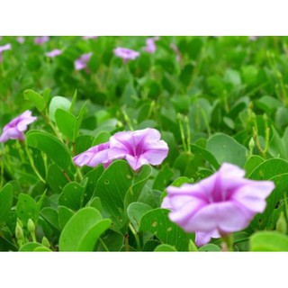 Muống biển khô 1kg