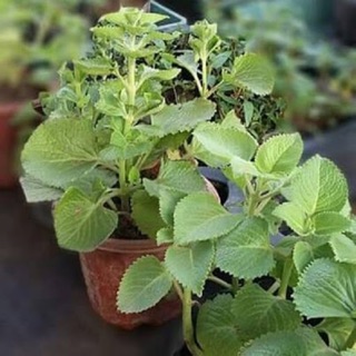 Bầu cây húng chanh
