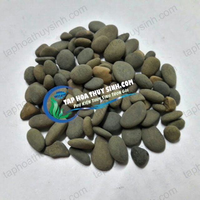 SỎI THÁI TRÃI NỀN HỒ CÁ TÉP BỊCH 1kg