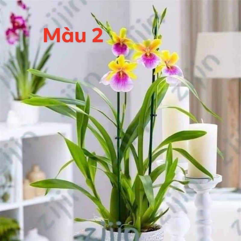 10 khóm lan vũ nữ đủ mặt hoa