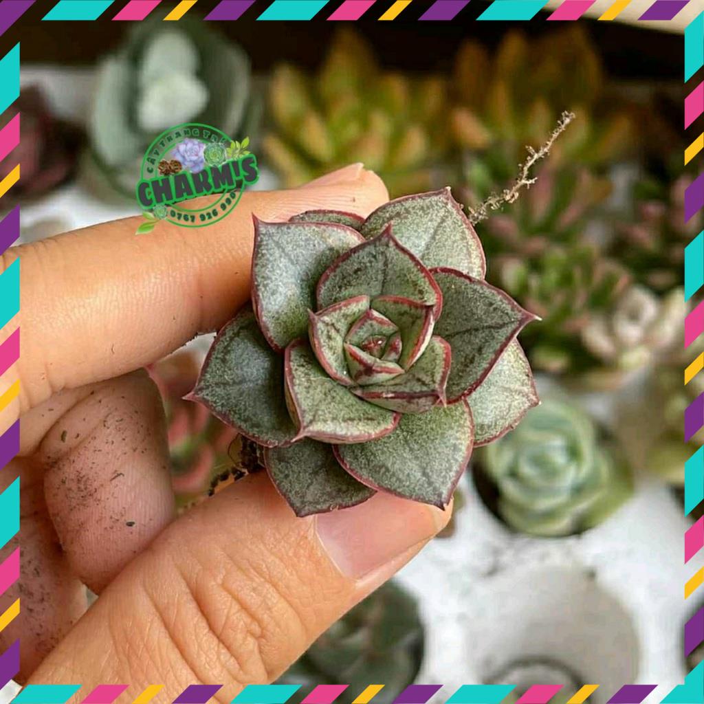 - Sen Đá HOA HỒNG ĐEN SIZE MINI siêu chất