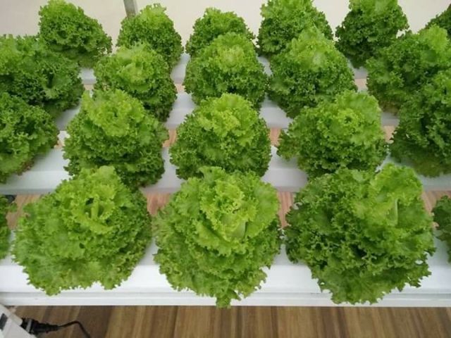 Dinh Dưỡng Thủy Canh NOVA ISA