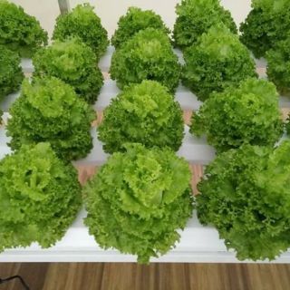 Dinh Dưỡng Thủy Canh NOVA ISA