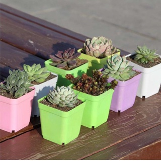 Chậu trồng sen đá vuông 7x7cm - màu ngẫu nhiên