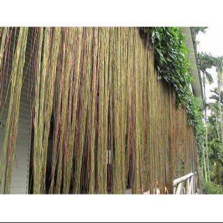 Cây dây leo liêm hồ đằng