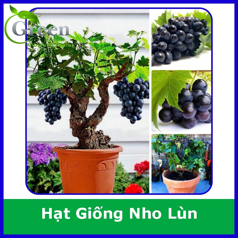 Hạt Giống Nho Lùn Mỹ (10H)