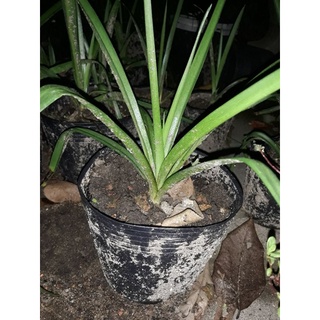 củ huệ hương kép tím