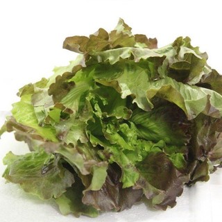 Hạt Giống Xà Lách oakleaf Tím Rạng Đông